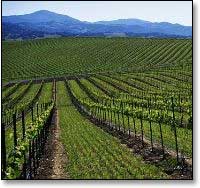 Alison Wines & Vineyards