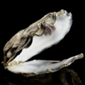 UD - Introducing the Phat Bastard Oyster