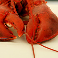 UD - Lobster Grits Come to Brooklyn Flea