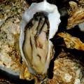 UD - Complimentary Oysters at Goose Island