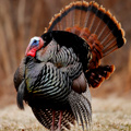 UD - Wild Turkey Wild Turkey