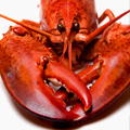 UD - Two-for-One Lobsters at Andu