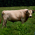 UD - Rare Ancient White Park Steer