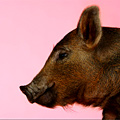 UD - The Pig's Head at Craigie on Main
