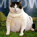 UD - CatPaint