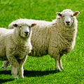 UD - Sheep! Magazine