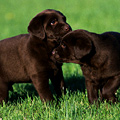 UD - Dogtree Social Network