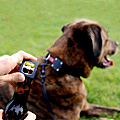 UD - The Dog Collar Bottle Opener