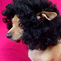 UD - Pet Wigs