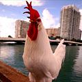UD - The Eviction of Mr. Clucky