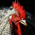 UD - "Keep F***ing That Chicken"