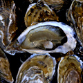 UD - All the Oysters You Can Eat