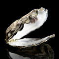 UD - Two-for-One Oysters at Cape Cod