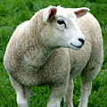 UD - Shopping with Sheep