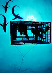 Montauk Shark Cage Diving