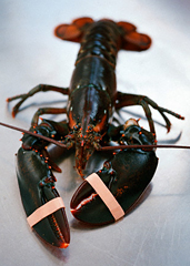 Mobsters and Lobsters