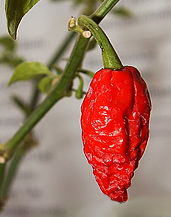 Grow Your Own Ghost Chili Pepper Can