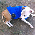UD - The Woofer