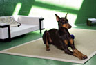 Let Sleeping Dogs Lie