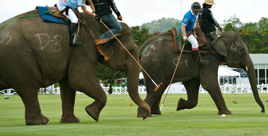 UD - Elephant Polo VIP Experience