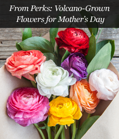 From Perks: Volcano-Grown Flowers for Mother's Day