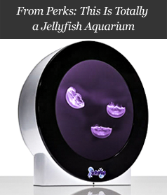 From Perks: This is Totally a Jellyfish Aquarium