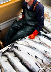 UD - Sitka Salmon Shares