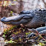 UD - A Whole Alligator from Louisiana