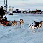 UD - The World’s First Dogsled Taxi