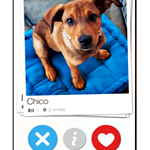 UD - It’s Tinder for... Adopting Puppies