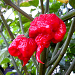 UD - The World’s New Hottest Pepper Is...