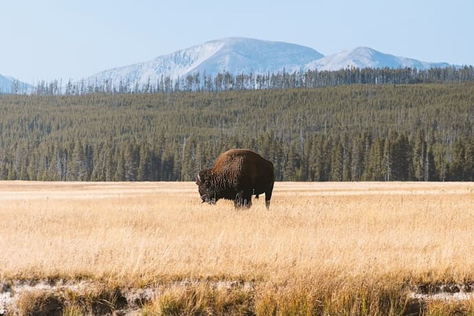 buffalo standing in grass in montana