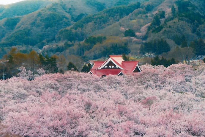 A World of Calm Living Among Trees, Narrated by Keanu Reeves