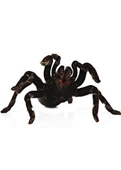 UD - Edible Oven-Baked Tarantulas