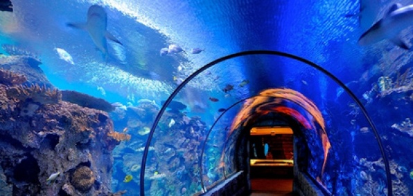 Shark Reef at Mandalay Bay in Las Vegas Strip - Tours and