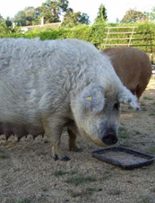 UrbanDaddy - Mangalitsa Pig