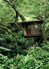 UD - The Treehouse Camp at Maple Tree Campground