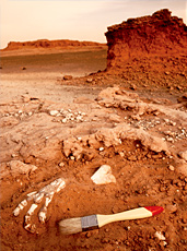UD - Dinosaurs of the Gobi
