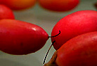 Little Miracles