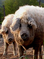 UD - Mangalitsa Pigs