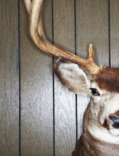 UrbanDaddy - Bull Moose Hunting Society