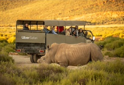Uber Just Launched Safari Rides in South Africa