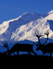 UD - Reindeer Sledding in Yakutsk