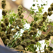 UD - No, Yeah, This Is a Weed Bouquet UD - No, Yeah, This Is a Weed Bouquet