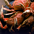 Bottomless Crabs and Ribs at Sonoma