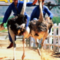 Ostrich Racing. Yes, This Is Happening.