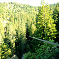 Zipping over Redwoods
