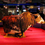 A Mechanical Bull Spotted in SoMi