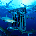 Nantucket Shark Divers