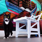 It’s Called Cat Town Cafe, So... Yeah